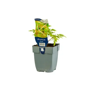 Geitebaard (Aruncus 'Horatio') ø 11 cm