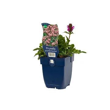 Grote Brunel (Prunella grand. 'Bella Deep Rose') ø 11 cm