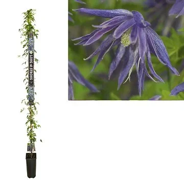 Bosrank (Clematis Spiky PBR) H 215