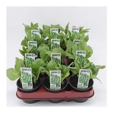 Tuinboon (Vicia faba) BIO