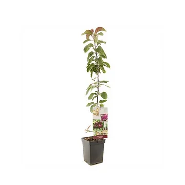Purper rode appel (Malus dom. Maypole zuilvorm) H 110 ø 18 cm
