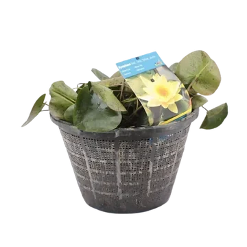 Waterlelie geel in mand 40 cm