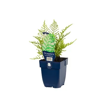 Mannetjesvaren (Dryopteris f.-m. 'Lin. Polydactyla') ø 11 cm