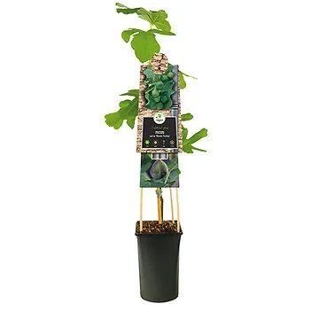 Vijg (Ficus carica 'Brown Turkey') H 75