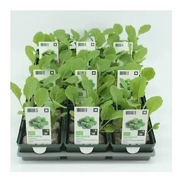 Spruitkool (Brassica oleracea type) BIO