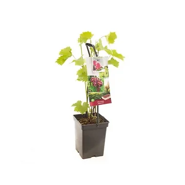 Roze druif (Vitis vin. Katharina - draagbeugel) H 65 ø 18 cm