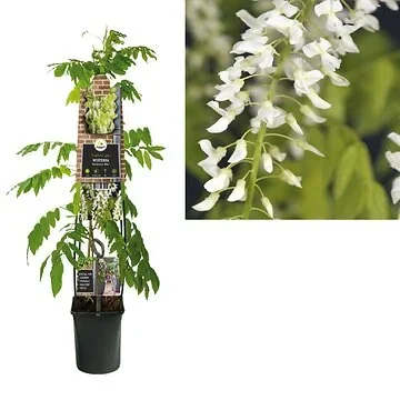 Blauwe regen (Wisteria floribunda 'Alba') H 120