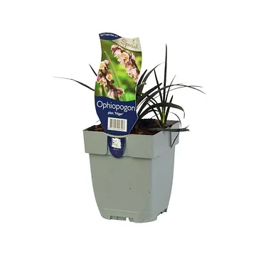 Slangenbaard (Ophiopogon planiscapus) ø 11 cm
