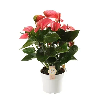 Flamingoplant (Anthurium Pink Champion) H 60 ø 17 cm