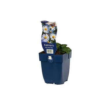 Zomeraster (Kalimeris incisa 'Nana Blue') ø 11 cm