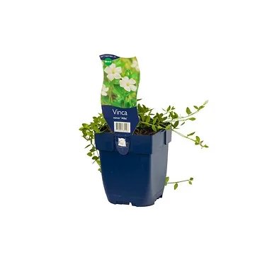 Kleine maagdenpalm (Vinca minor 'Alba') ø 11 cm