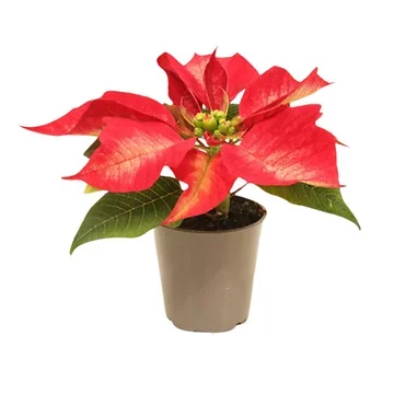 Kerstster mini (Euphorbia Pulcherrima) Ice Crystal 12 cm