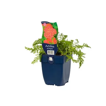 Duizendblad (Achillea mill. 'Paprika') ø 11 cm