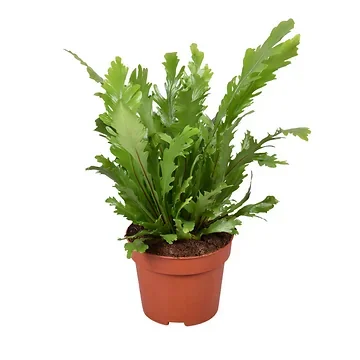 Nestvaren (Asplenium Nidus) H 35 ø 12 cm