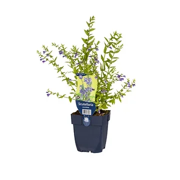 Glidkruid (Scutellaria scordiifolia) ø 11 cm