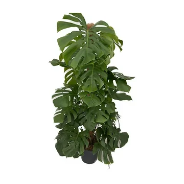 Gatenplant (Monstera Pertusum) H 150 ø 27 cm
