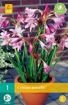 Crinum Powellii