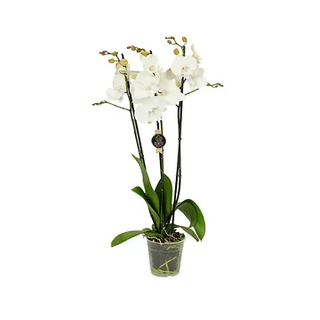 Vlinderorchidee (Phalaenopsis Wit 3-tak) H 85 ø 19 cm