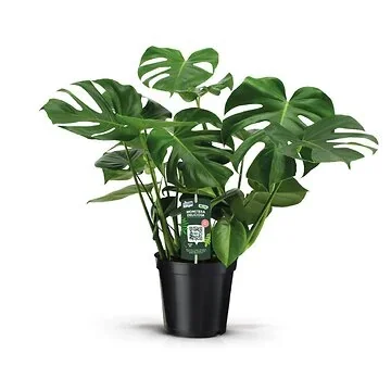 Gatenplant (Monstera Deliciosa) H 70 ø 21 cm