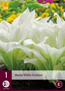 Hosta White Feather