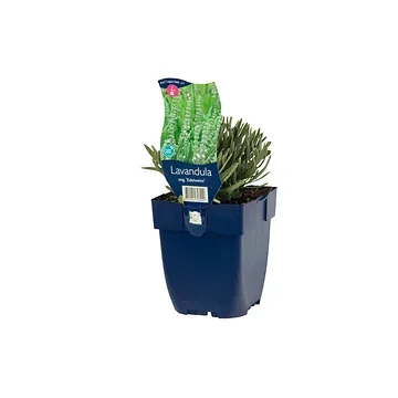 Lavendel (Lavandula ang. 'Edelweiss') ø 11 cm