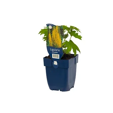 Kruiskruid (Ligularia przewalskii) ø 11 cm