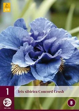Iris Sibirica Concord Crush