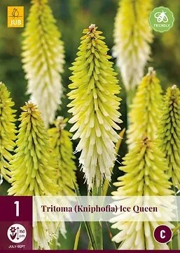Tritoma (Kniphofia) Ice Queen