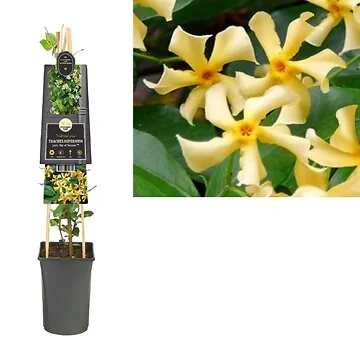 Toscaanse Jasmijn (Trachelospermum jasm. 'Star of Toscane' PBR) H 75
