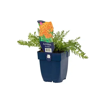 Duizendblad (Achillea 'Terracotta') ø 11 cm