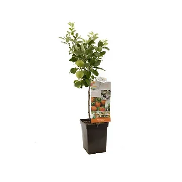 Geel-rode hand- en moesappel (Malus dom. James Grieve Patio) H 90 ø 18 cm