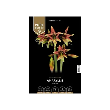 Pure Bulbs Amaryllis Mystica 1 bol