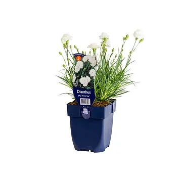 Anjer (Dianthus (PL) 'Arctic Star') ø 11 cm