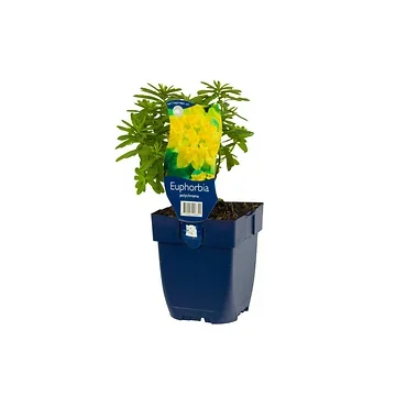 Wolfsmelk (Euphorbia polychroma) ø 11 cm