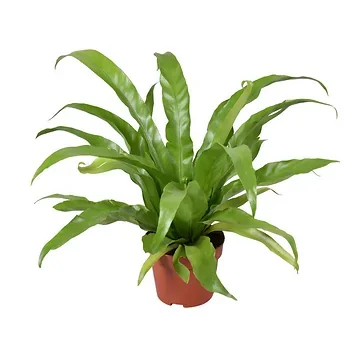 Nestvaren (Asplenium Antiquum) H 26 ø 12 cm