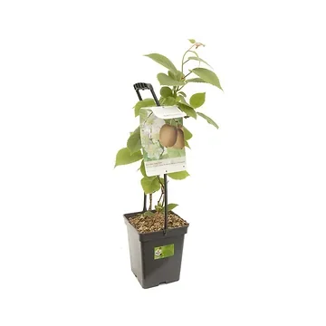 Atlas x Hayward Kiwi in 1 pot (Actinidia ch. 'Huwelijk' - draagbeu) H 65 ø 18 cm