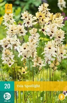 Ixia Spotlight