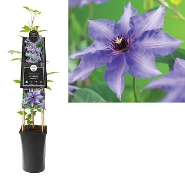 Bosrank (Clematis 'Königskind') H 75
