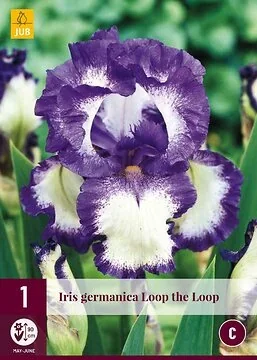 Iris Germanica Loop The Loop