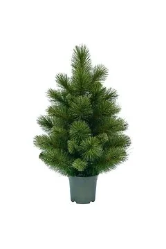 Evergreen tafel kunstkerstboom Woodland spruce 60 cm