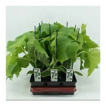 Komkommer Geënt (Cucumis Sativus) BIO