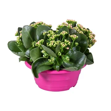 Woestijnroos (Kalanchoe Blossfeldiana) H 27,5 ø 23 cm