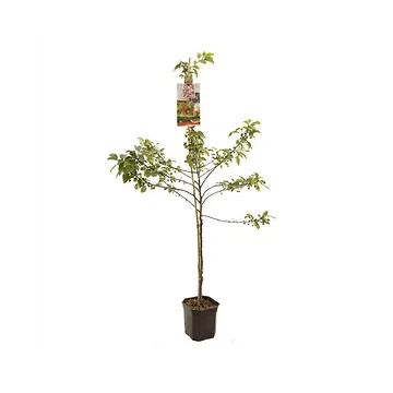 Rode sierappel (Malus Red Sentinel laagstam) H 210 ø 24 cm