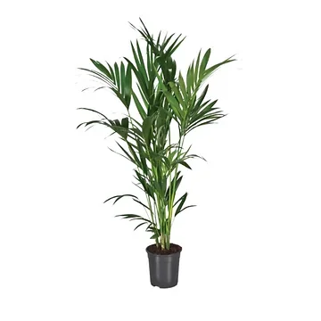 Kentia palm (Howea Forsteriana) H 140 ø 24 cm