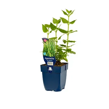 Anijsplant (Agastache rugosa 'Alabaster') ø 11 cm