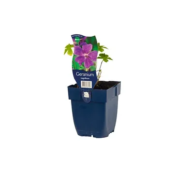 Ooievaarsbek (Geranium magnificum) ø 11 cm