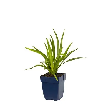 Lampepoetser (Liatris spicata) ø 11 cm