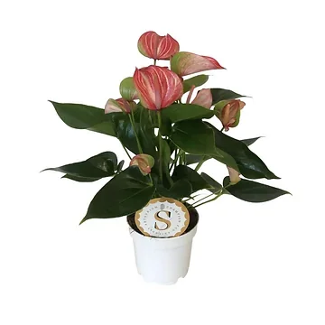 Flamingoplant (Anthurium Livium Red) H 40 ø 12 cm