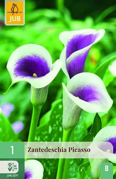 Zantedeschia Picasso