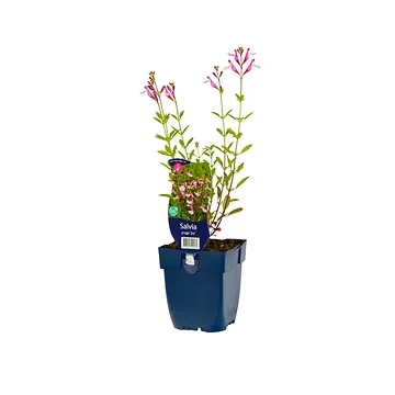 Salie (Salvia greggii 'Joy') ø 11 cm